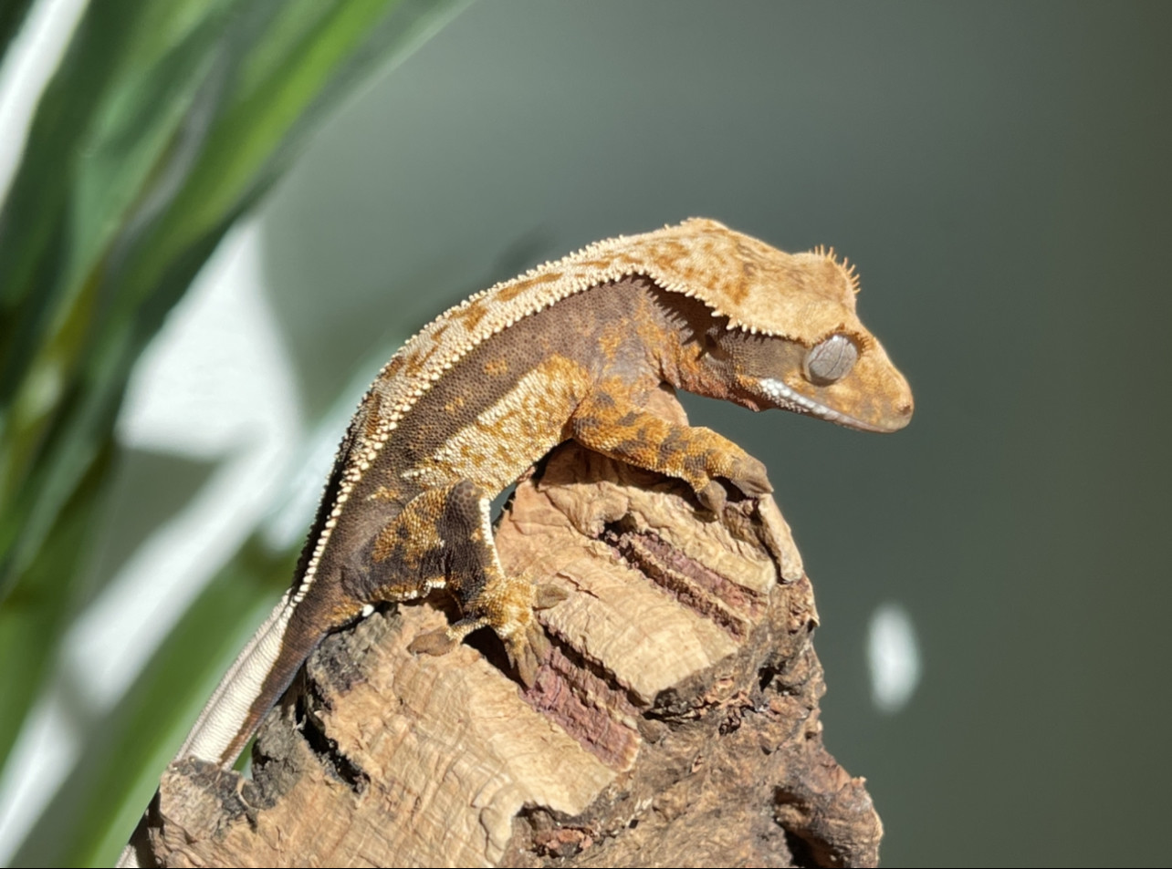 Quad Stripe Male Crested Gecko by Fusion Cresties