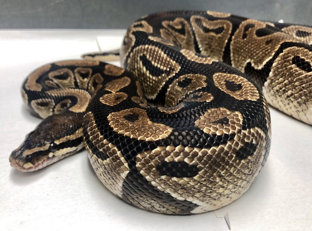Normal Ball Python by BHB Reptiles