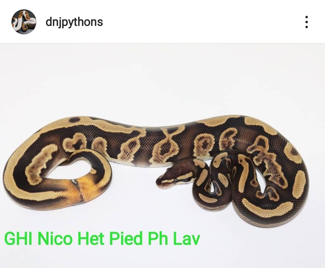 Ghi Nico het Pied PH Lavby DNJ Pythons