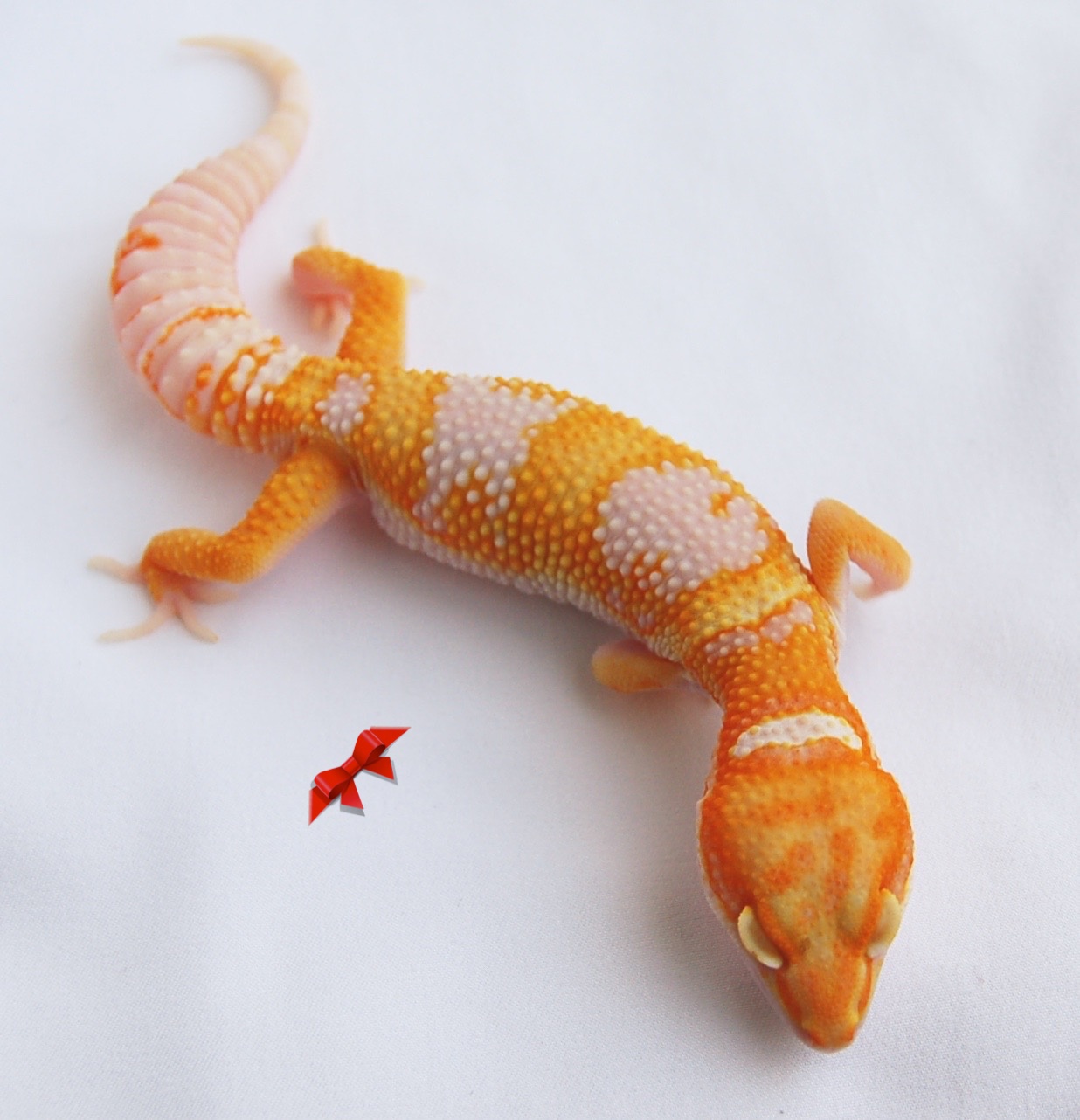 Carrot Head Pastel Rainbow Tangerine Tremper, Poss Het Eclipse Leopard Gecko by Bold & Bright Geckos