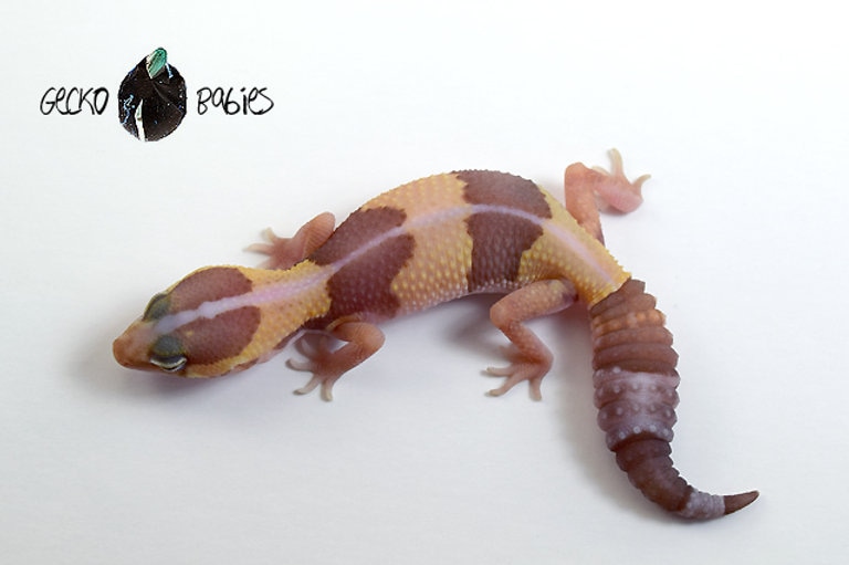 Striped Caramel Albino African Fat-Tailed Gecko by Gecko Babies