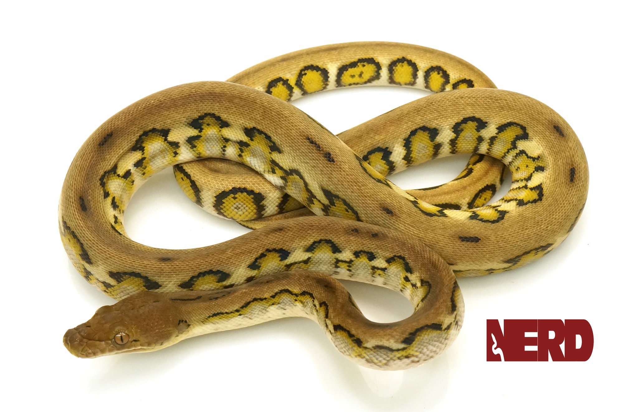 Jaguar Reticulated Python by New England Reptile Distributors