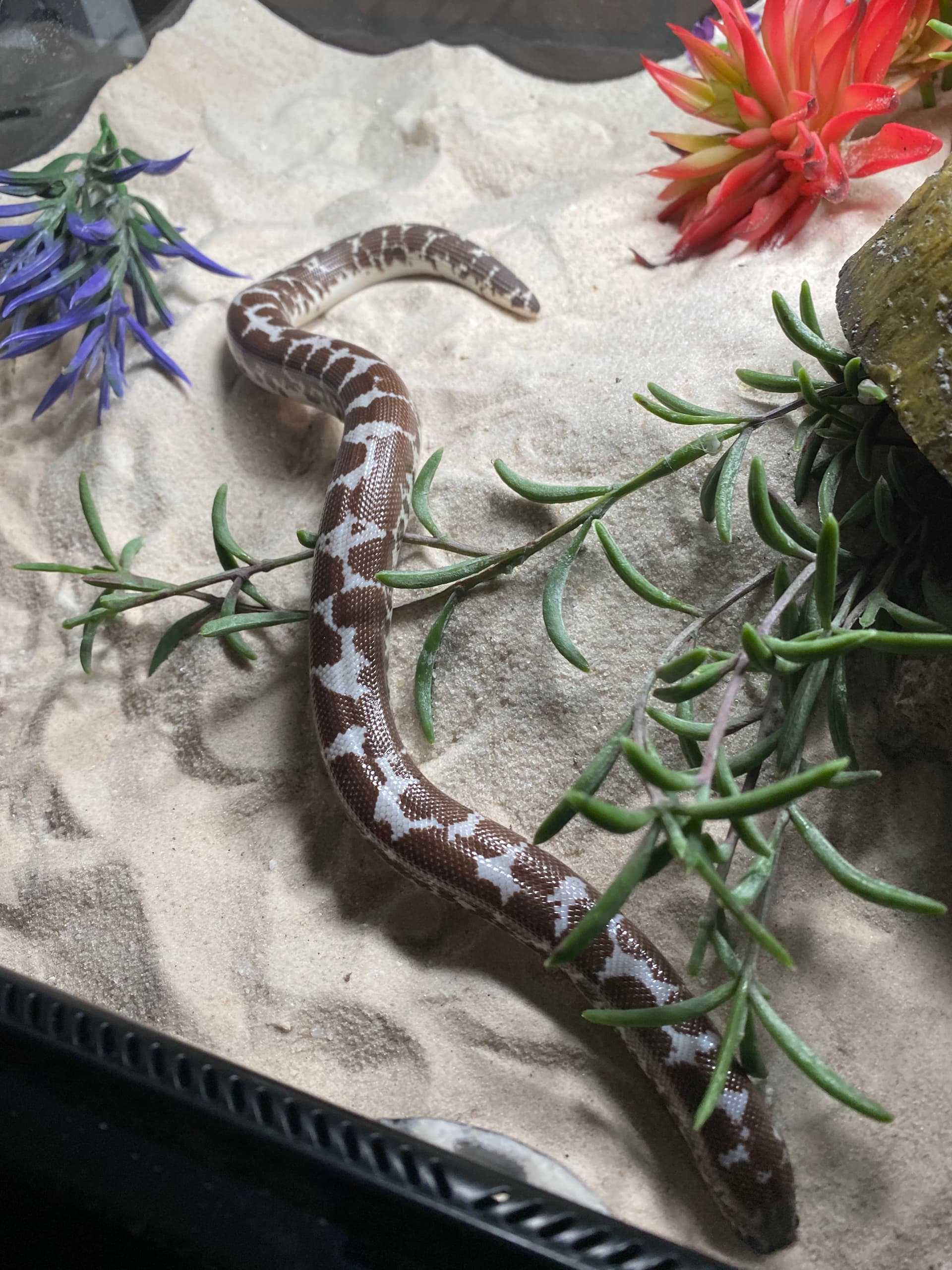 Show Off Your Sand Boas - Sand Boas - MorphMarket Reptile Community