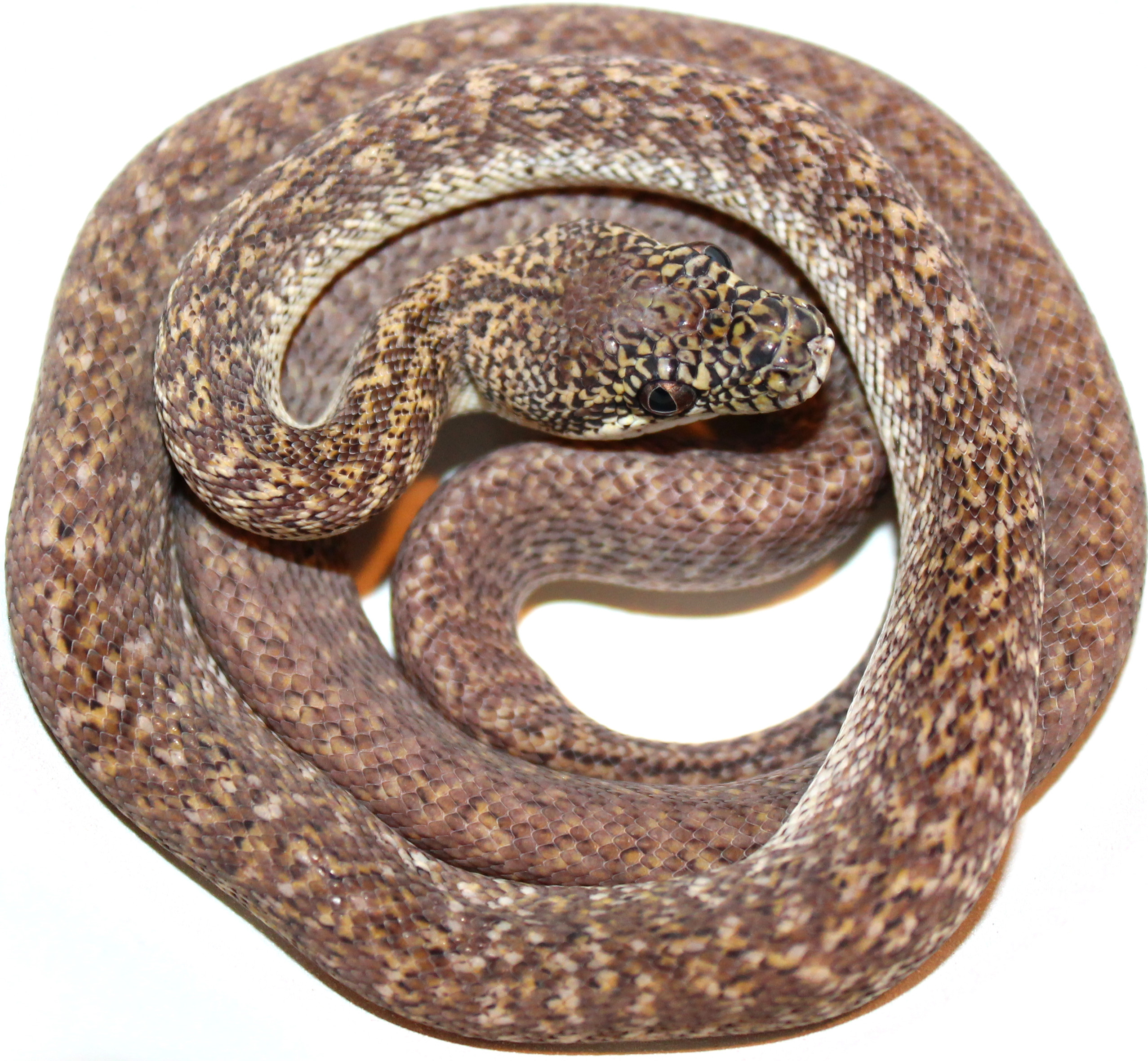 Female Granite Irian Jaya Carpet Python by Inland Reptile