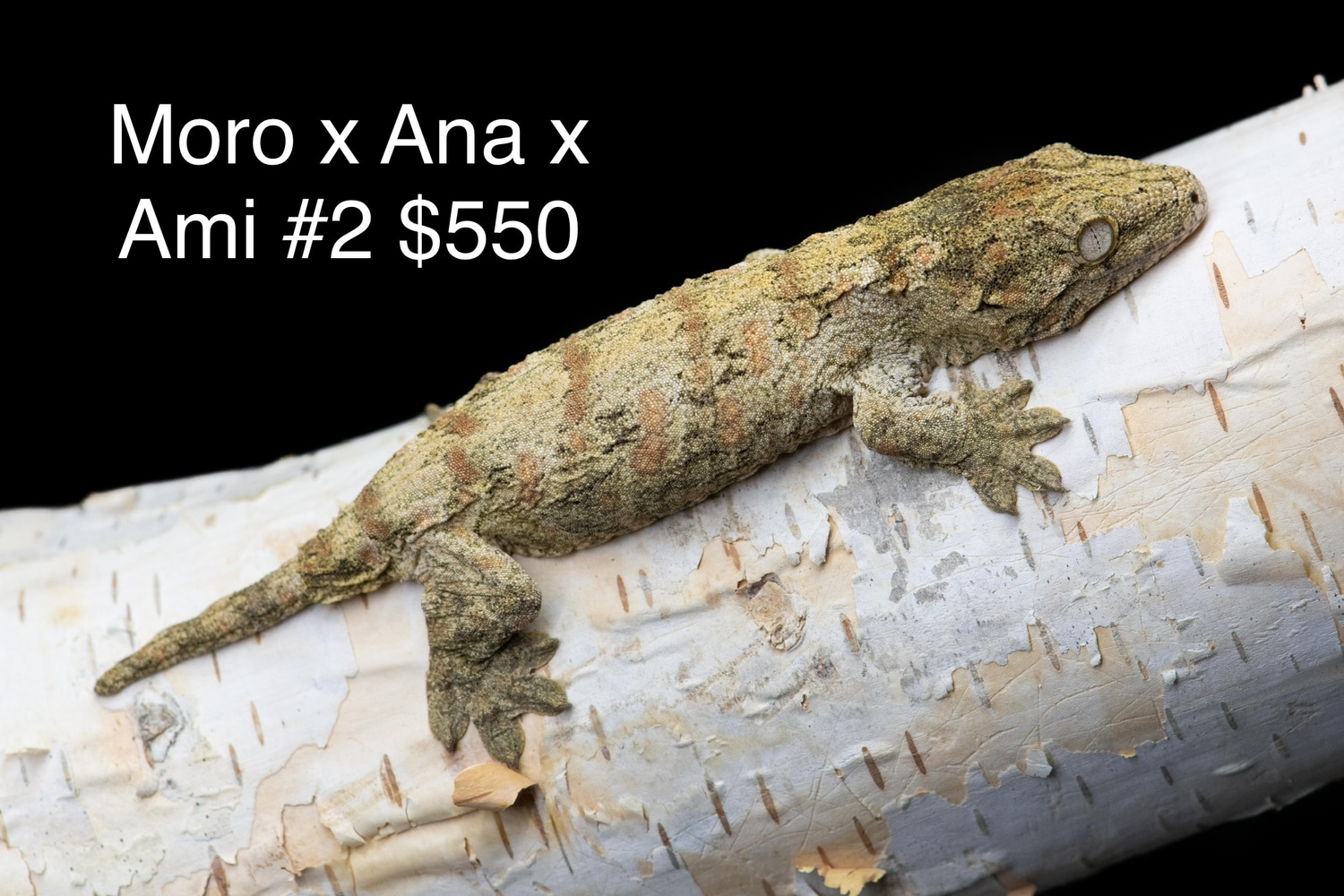 Moro X Ana X Ami #2 Leachianus Gecko by Reptzilla