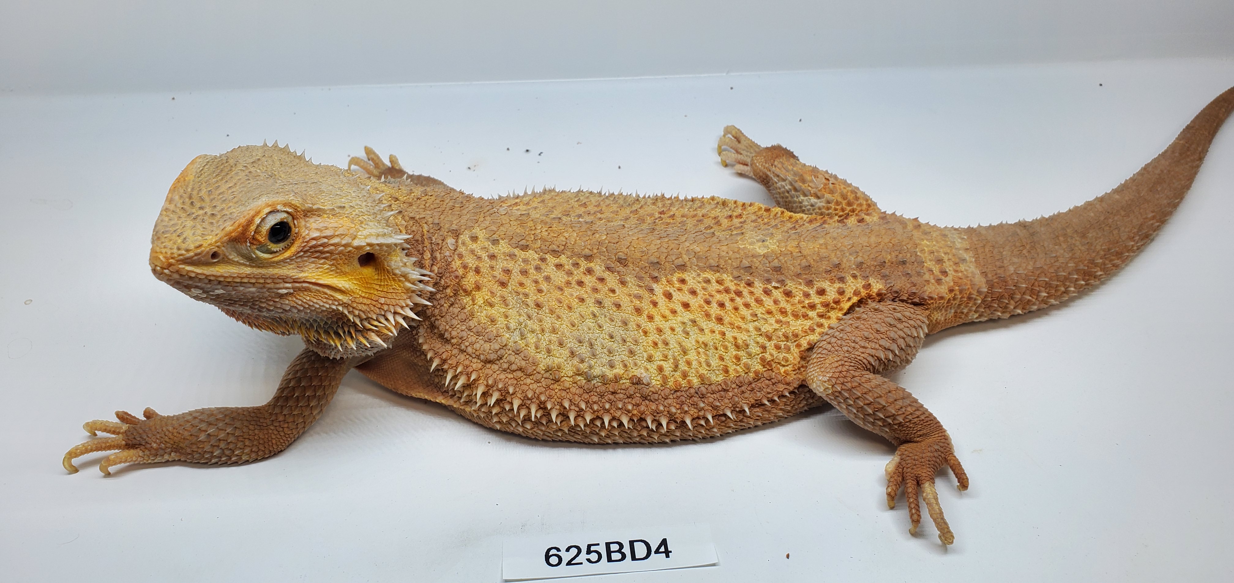 Red Central Bearded Dragon by Tropic Cove Pet Store