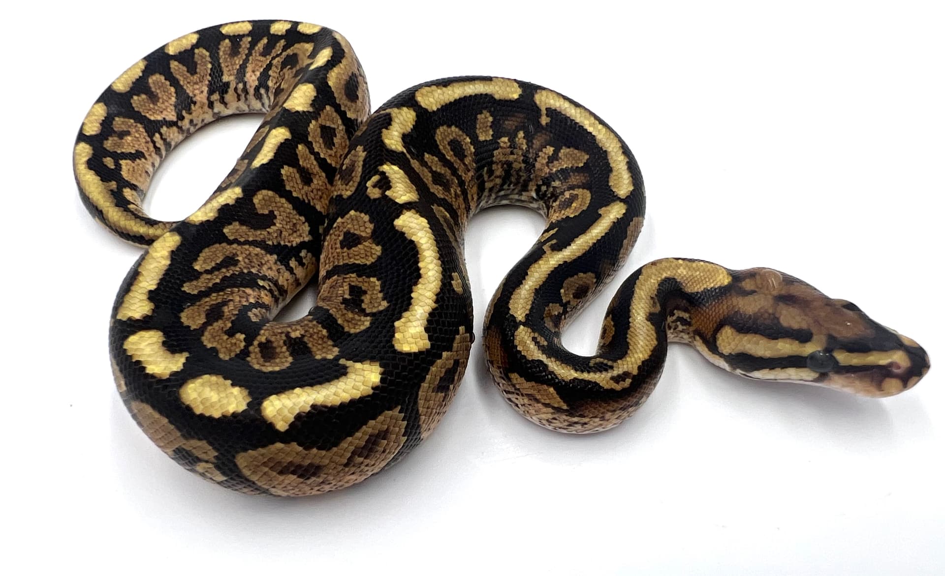 Spotnose paint by Wreck Room Snakes
