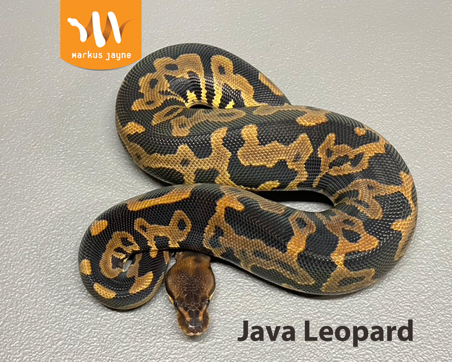 Java Leopard By Markus Jayne Ball Pythons