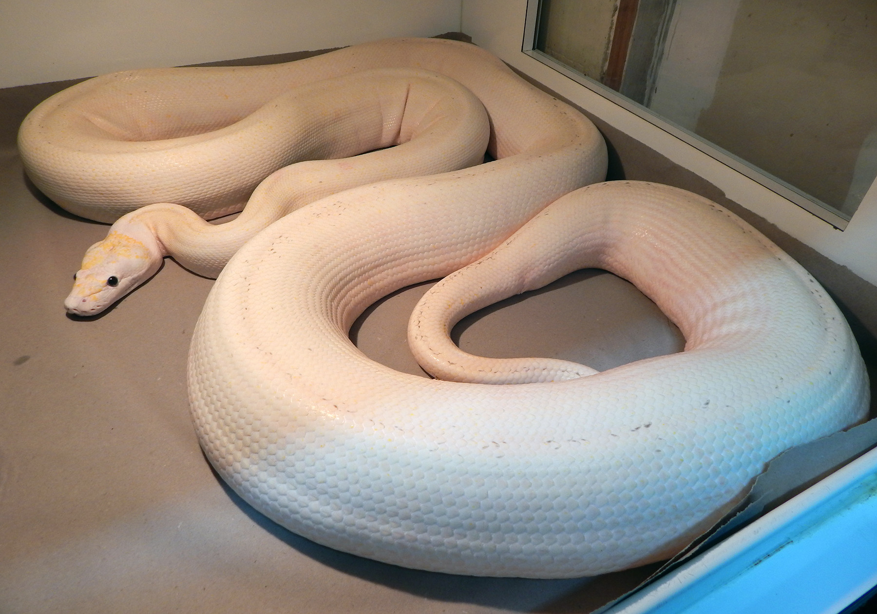 Ivory Reticulated Python by Mystic Reptiles, LLC