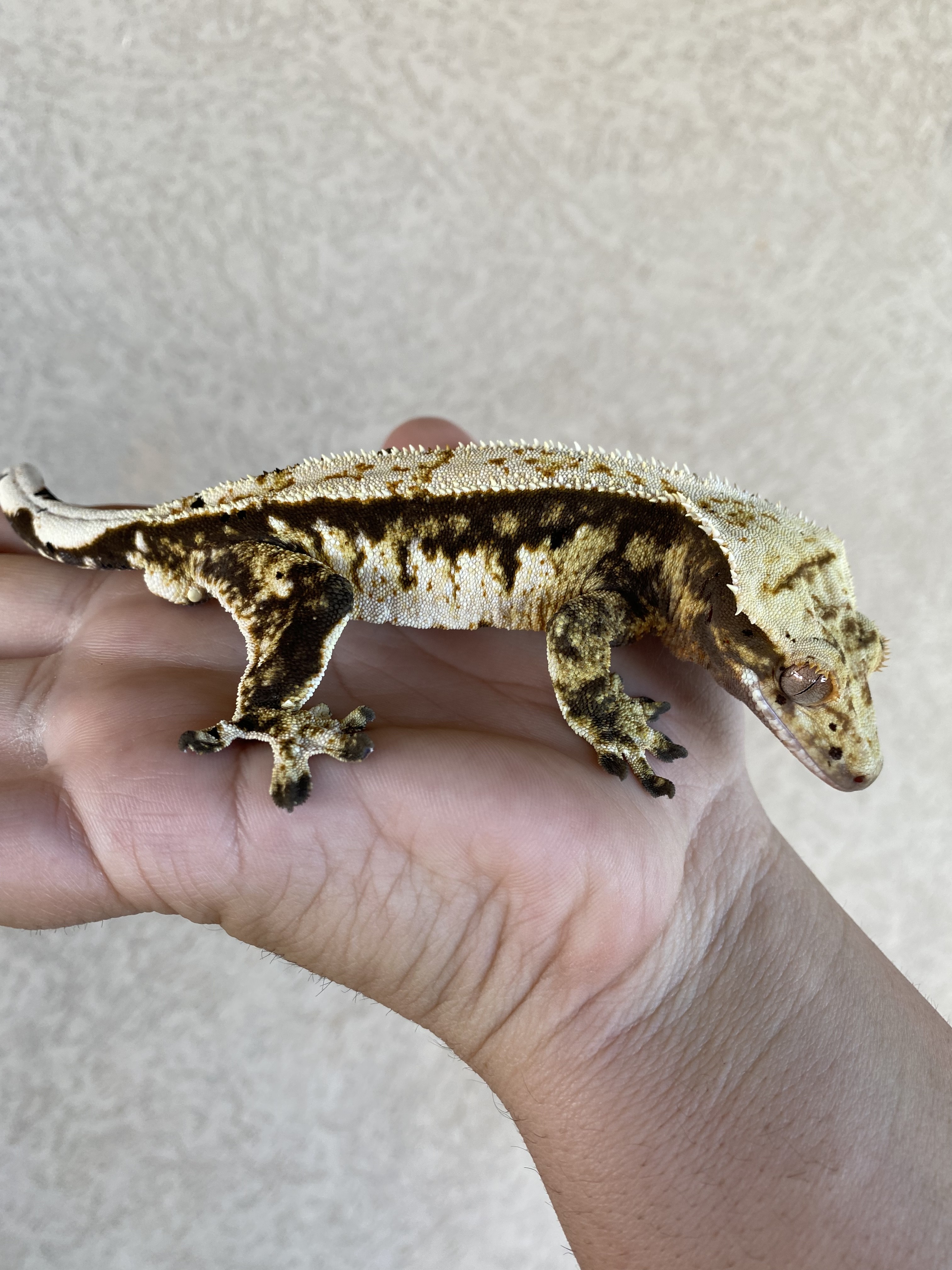 White Wall Crested Gecko by Ambrosial Geckos