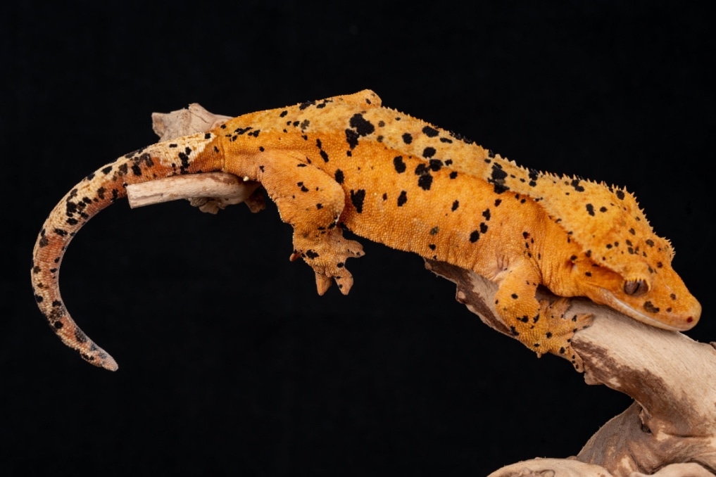 Super Dalmatian Crested Gecko by First Class Geckos