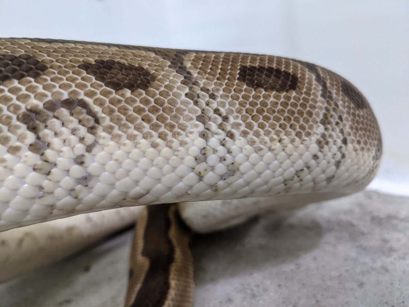 Clown Ball Python by Exotic Empire Pets - MorphMarket