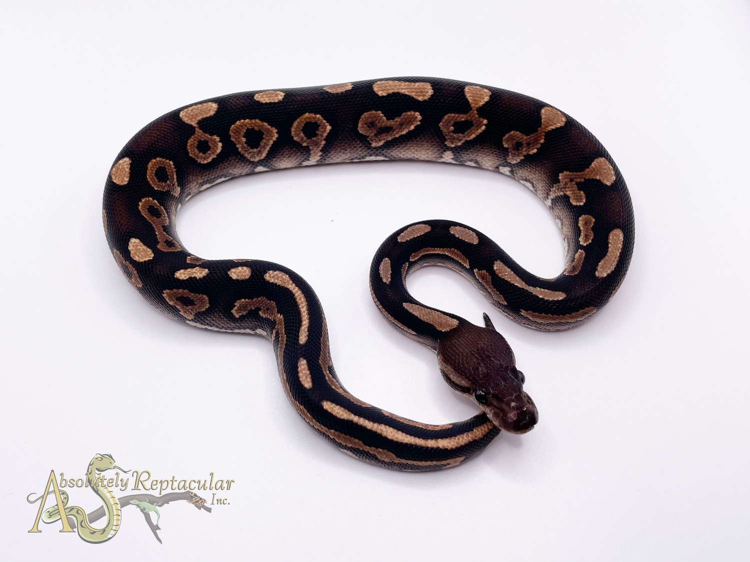 Cinnamon Surge Ball Python by Absolutely Reptacular