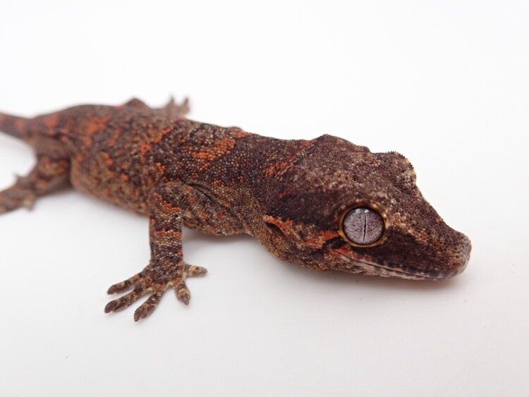 Blotched Possible Female Gargoyle Gecko by Lick Your Eyeballs