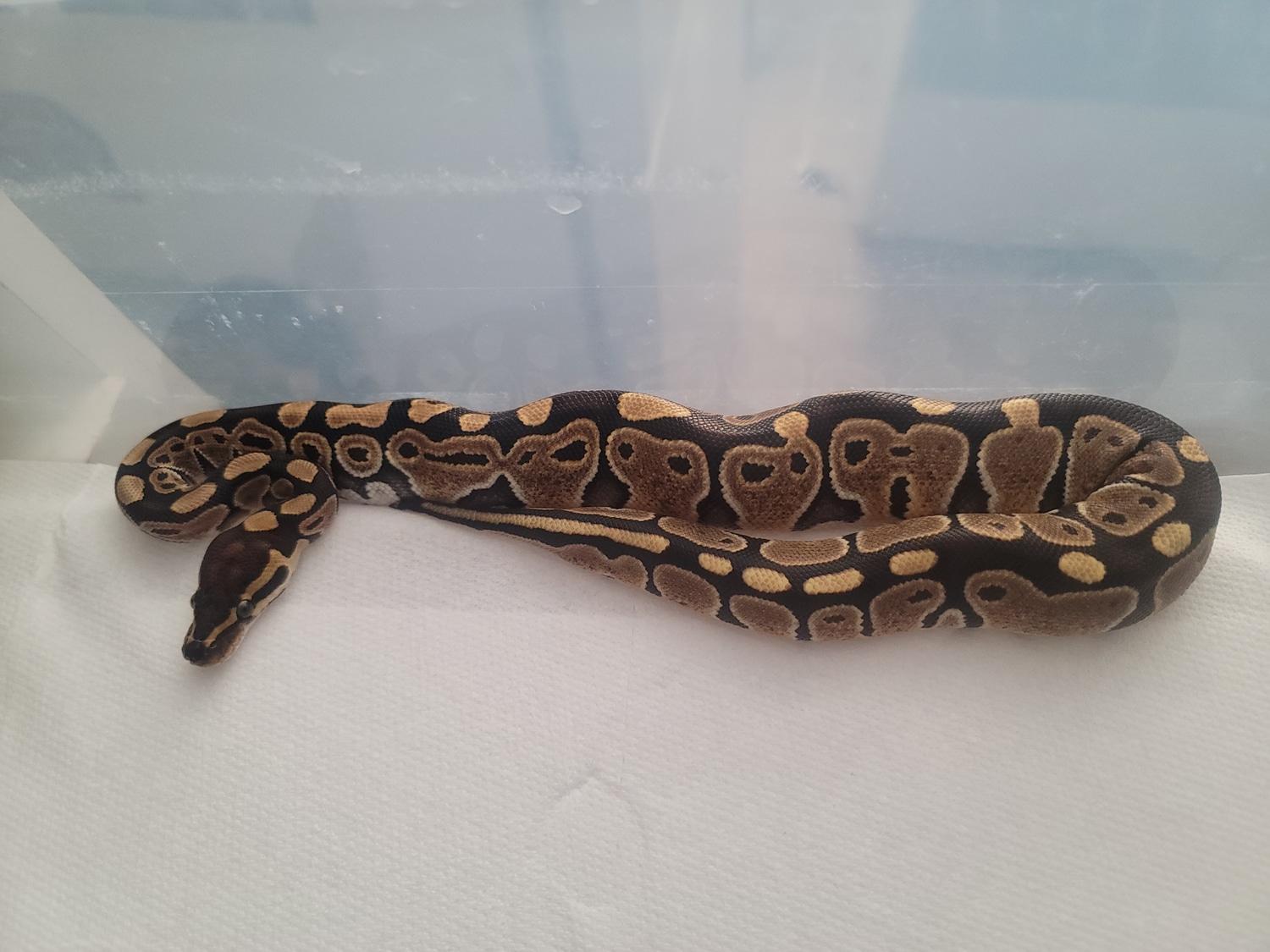 Special Ball Python by R.O.G Reptiles1