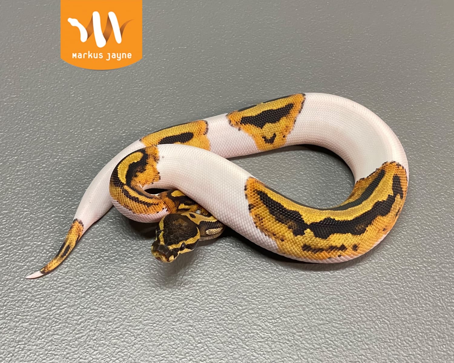 Piebald Het Toffee Ball Python by Markus Jayne Ball Pythons