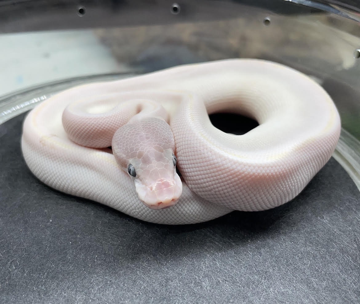 Super Mojave Ball Python by Natures Epic Pets