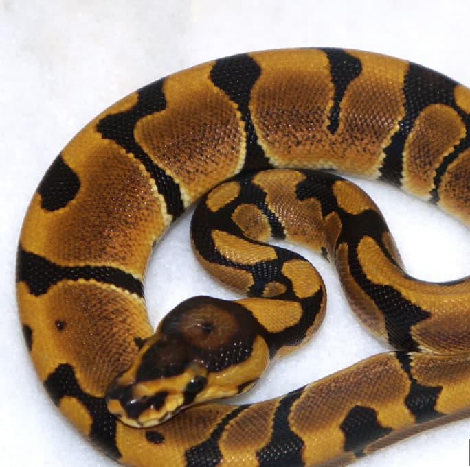 Genetic Reduced Ball Python by New England Reptile Distributors