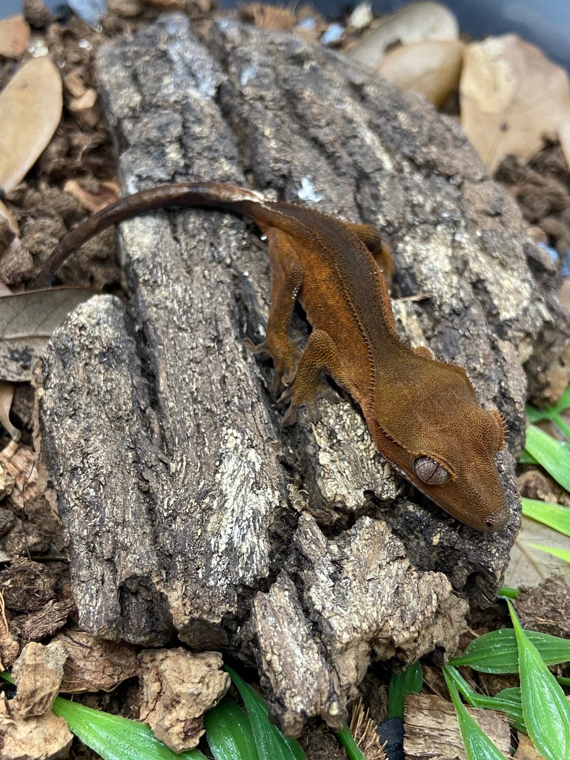Red Bi Color Crested Gecko by Hail The Scale