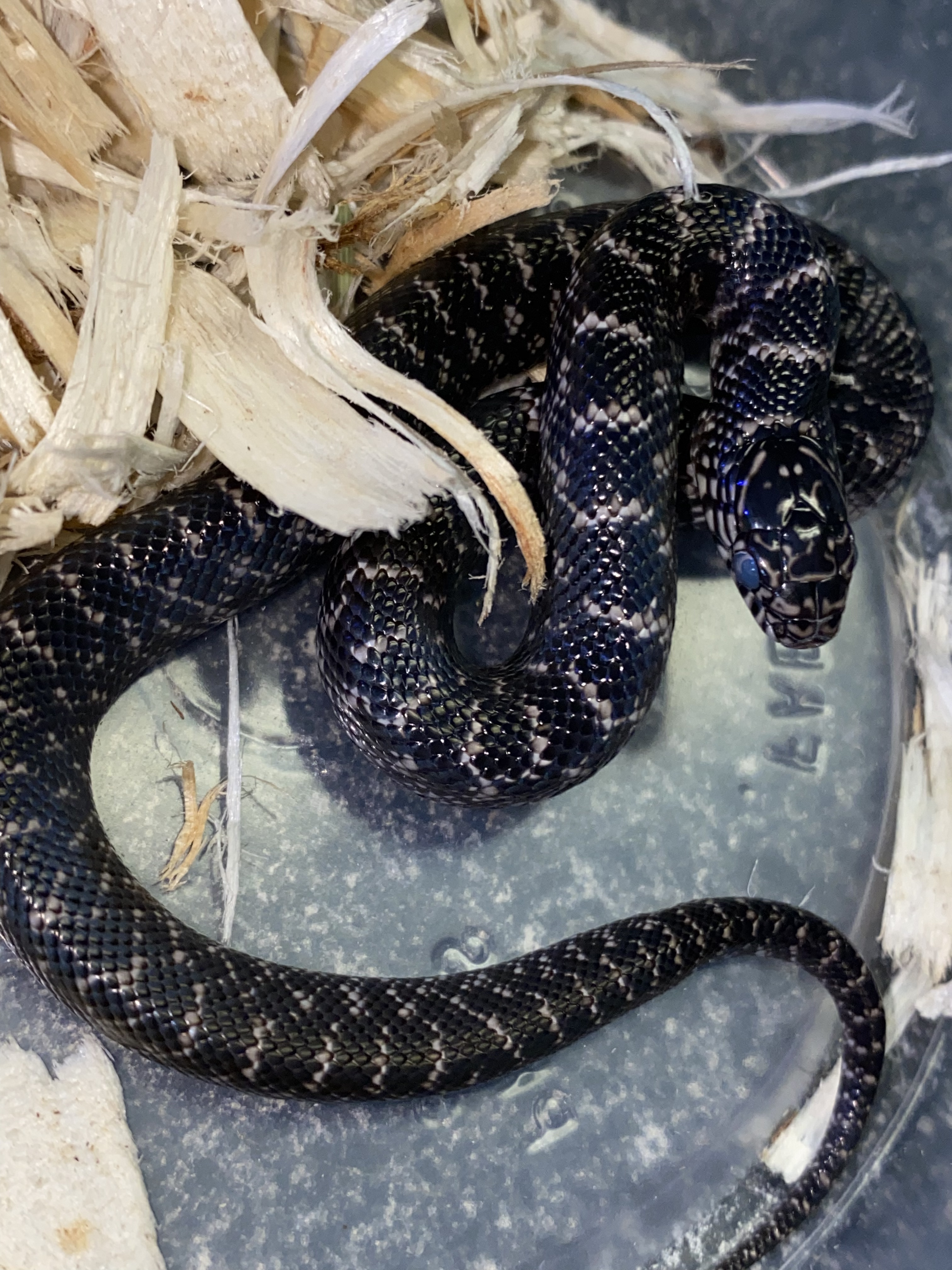 Axanthic Florida Kingsnake by Major league exotic pets