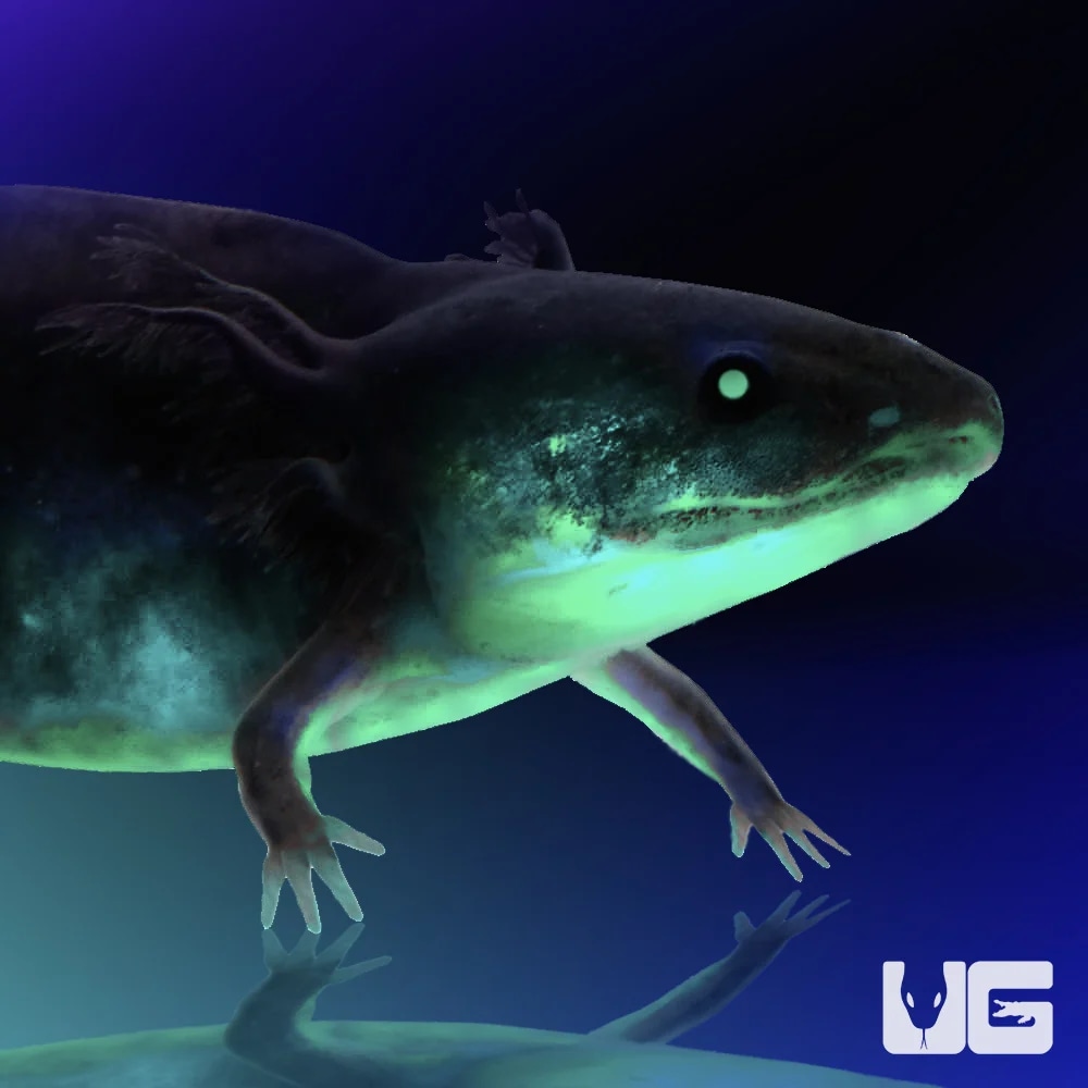 Gfp Melanoid Axolotl by Underground Reptiles