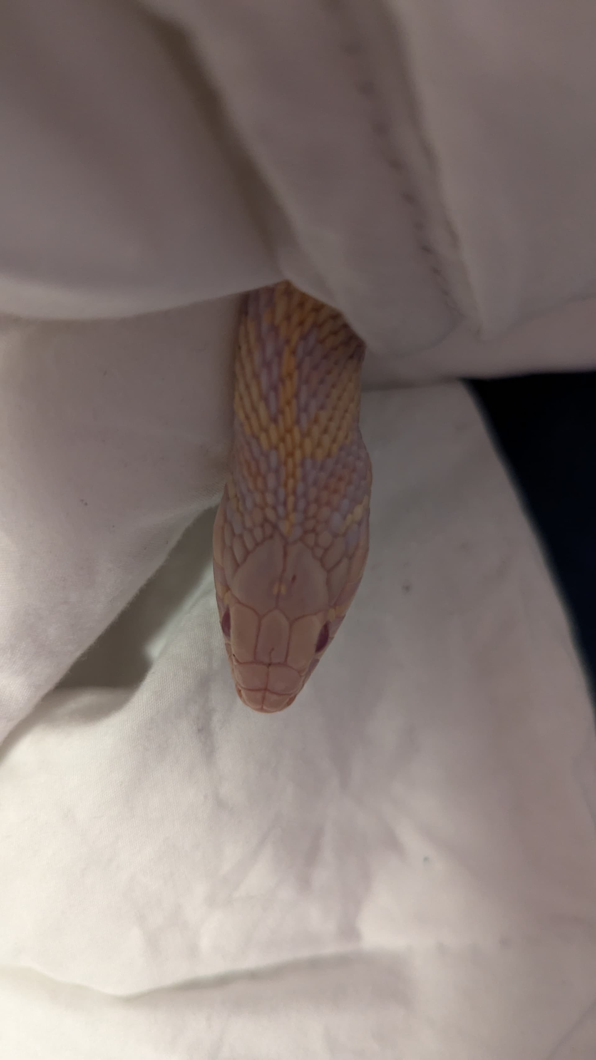 パンツ LGB BOXER SARRUEL-2 WHITE SNAKE Is this garter snake male or female? - All Reptiles - MorphMarket