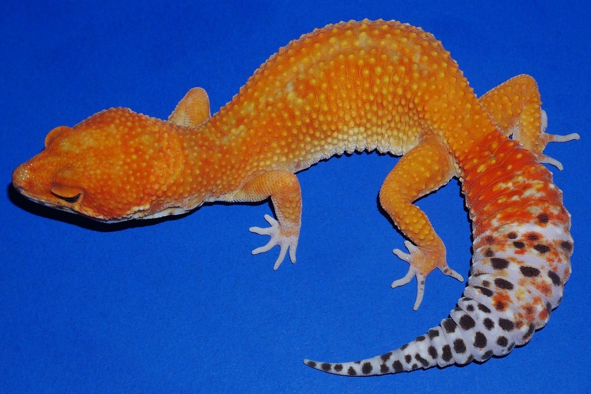 Electric Tangerine Leopard Gecko by Geckos Etc. Herpetoculture