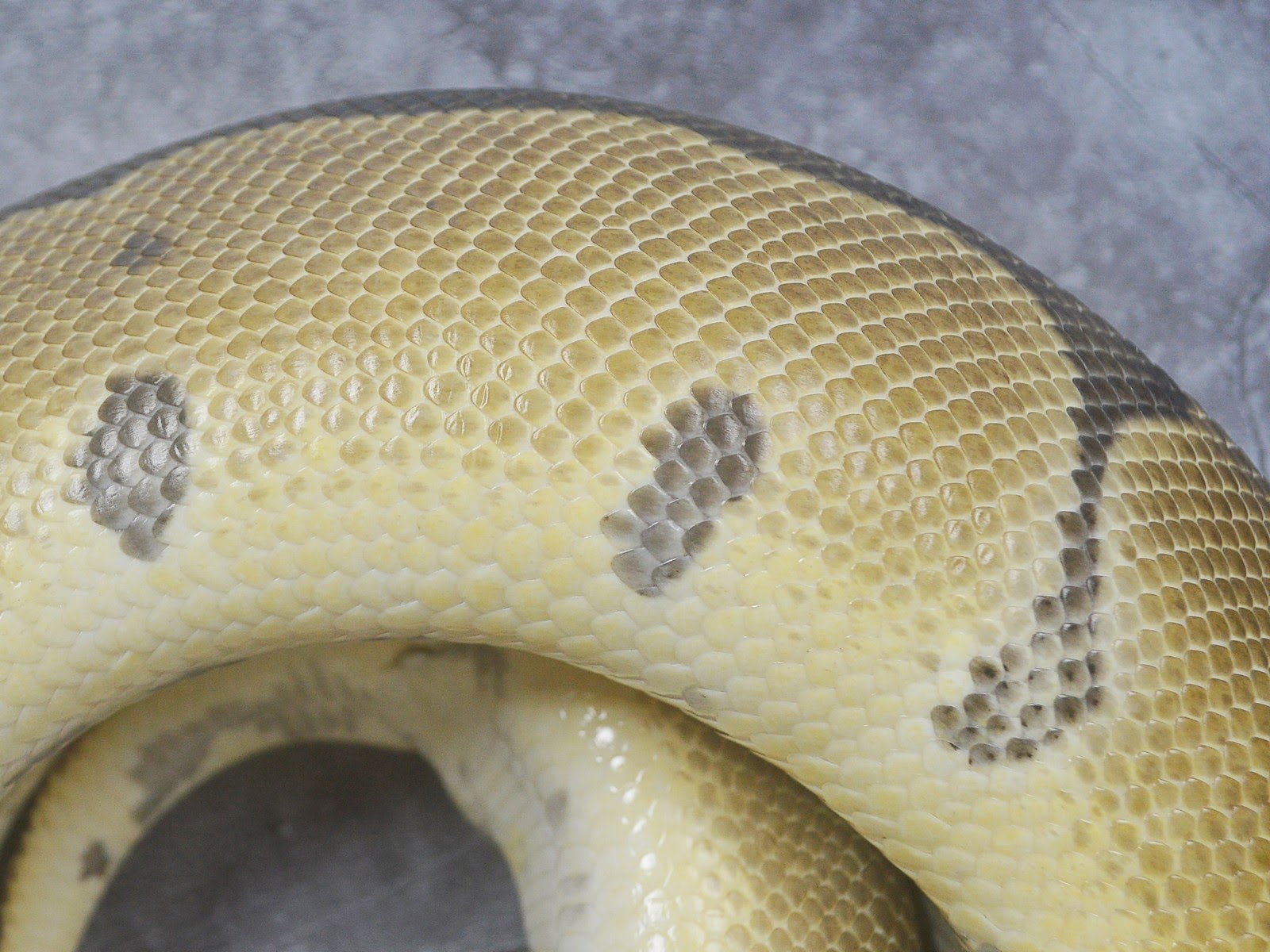 Clown Ball Python by Exotic Empire Pets - MorphMarket