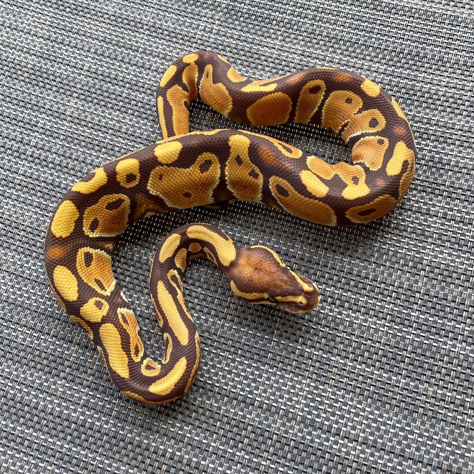 Monarch Ball Python by MSB Reptiles