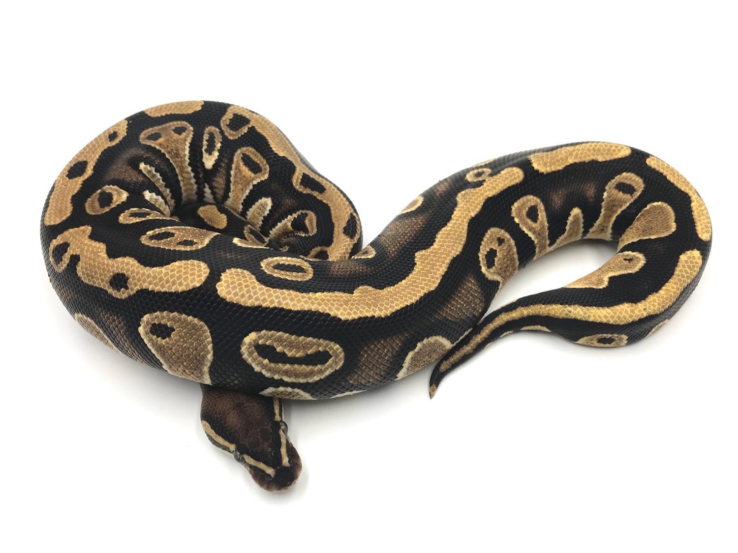 2Wrecking Het Pied Ball Python by Wreck room snakes