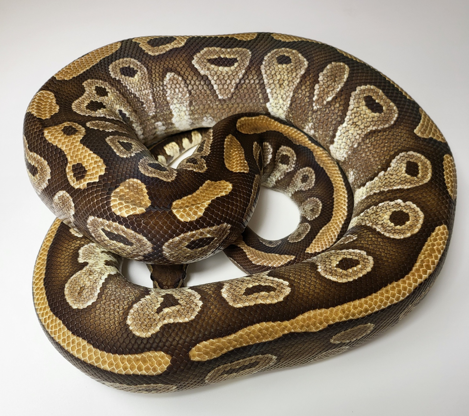 Mojave Ball Python by Image Reptiles