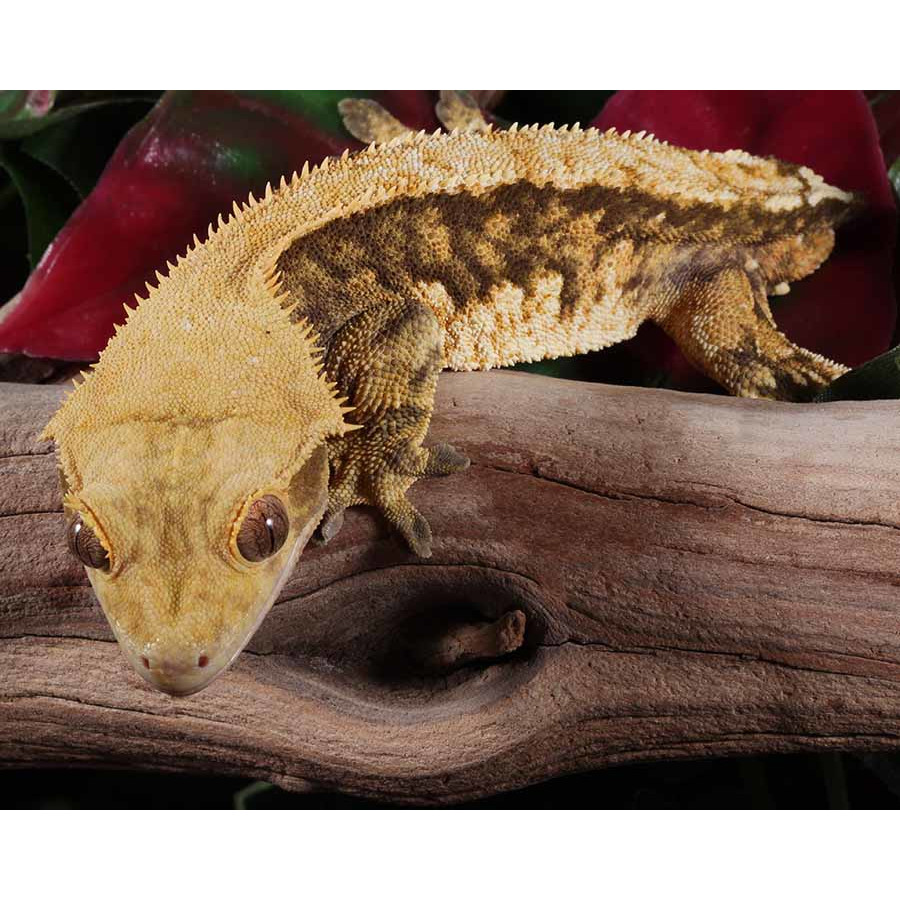 Tailless Male Crested Gecko by Pangea Reptile