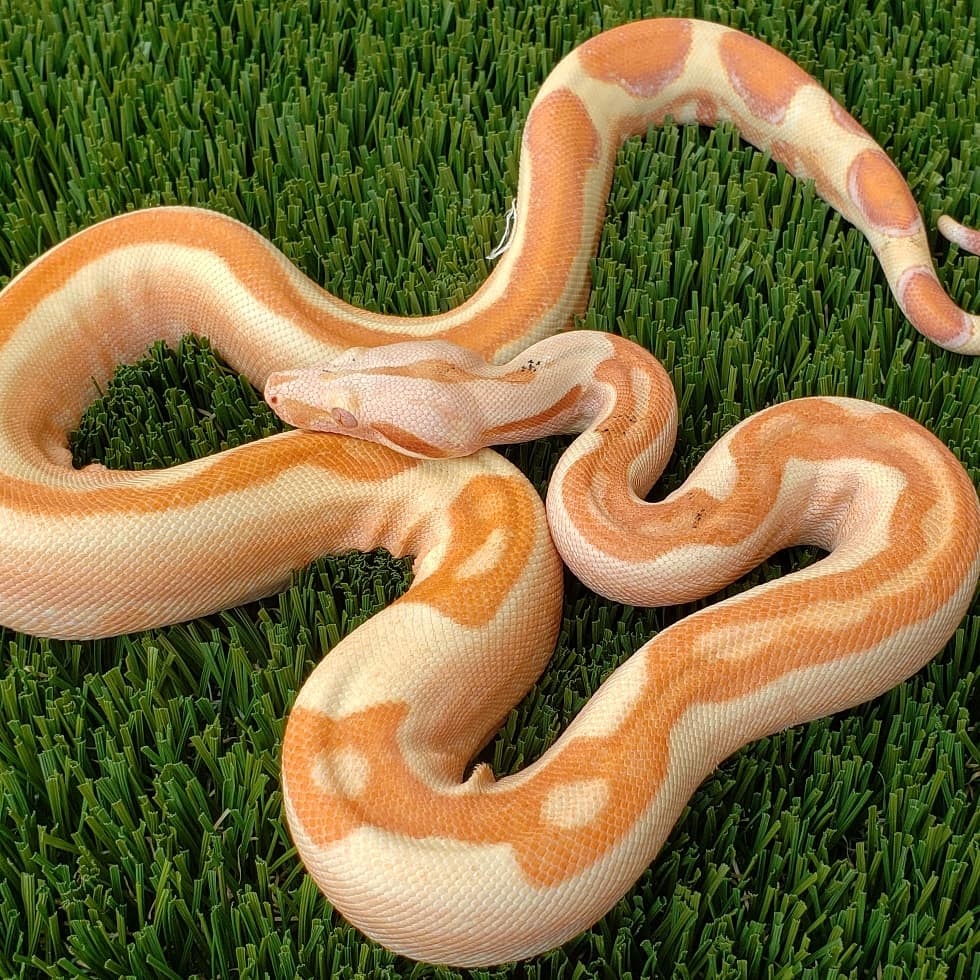 Junglow Summit Pastel IMG Paradox Boa Constrictor by Ty Flynn Constrictors