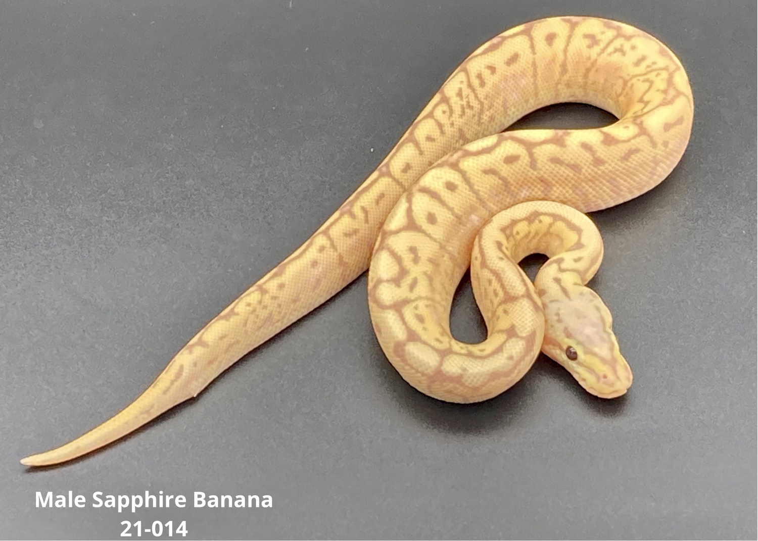 Sapphire Pastel Banana Spider Ball Python by TRIGG Reptiles