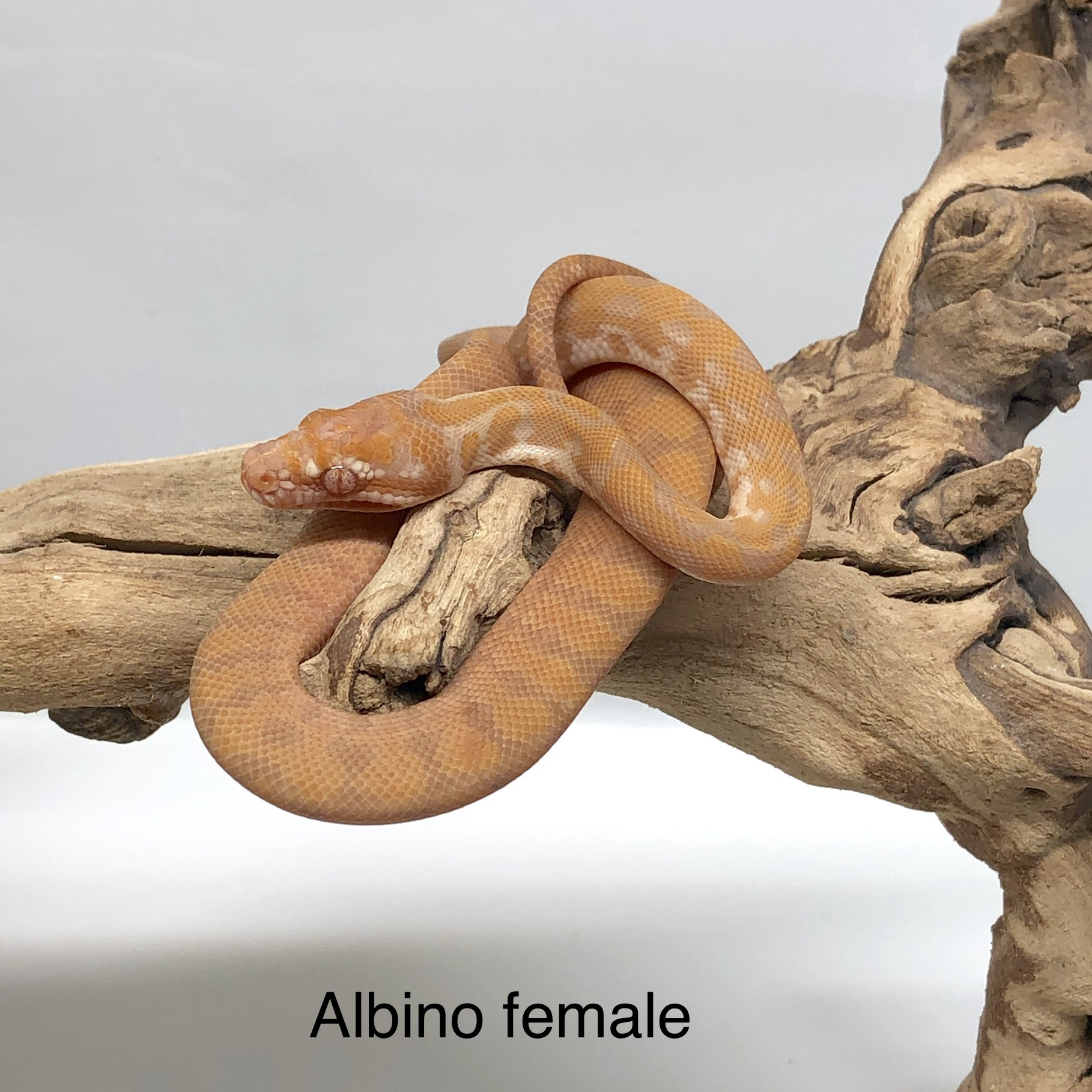 Albino Other Carpet Python by Fire Horse Exotics LLC