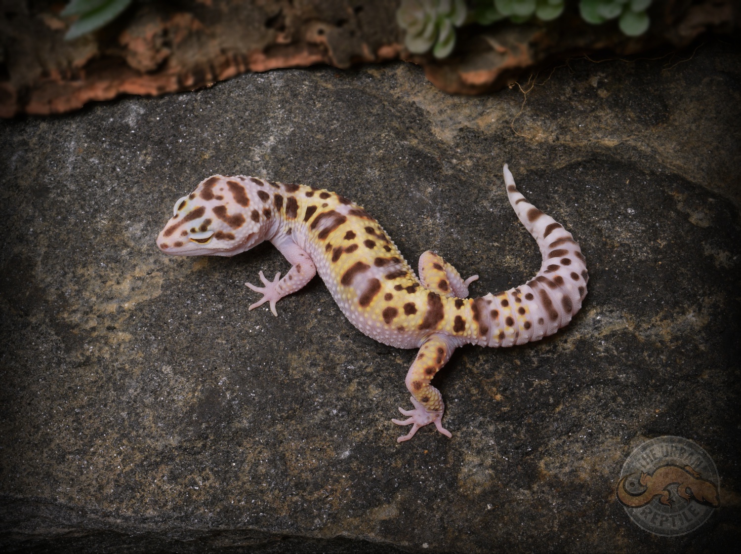 White & Yellow TUG Snow Bell Albino Leopard Gecko by The Urban Reptile