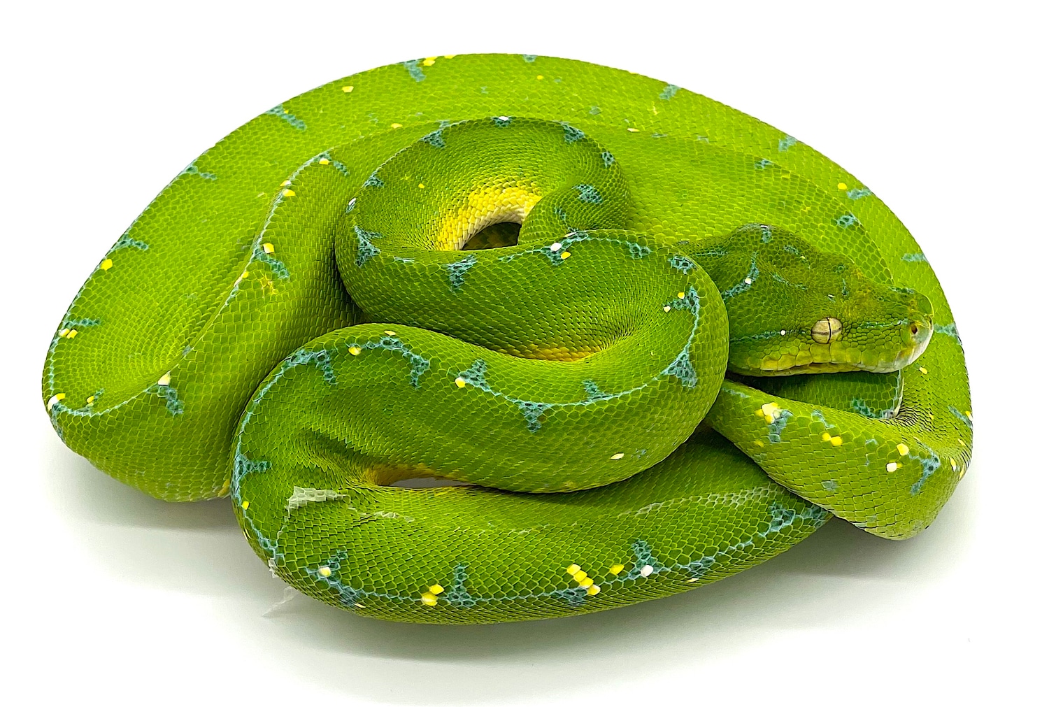 Wamena Female (WGTPF01) Green Tree Python by Reptile Pets Direct