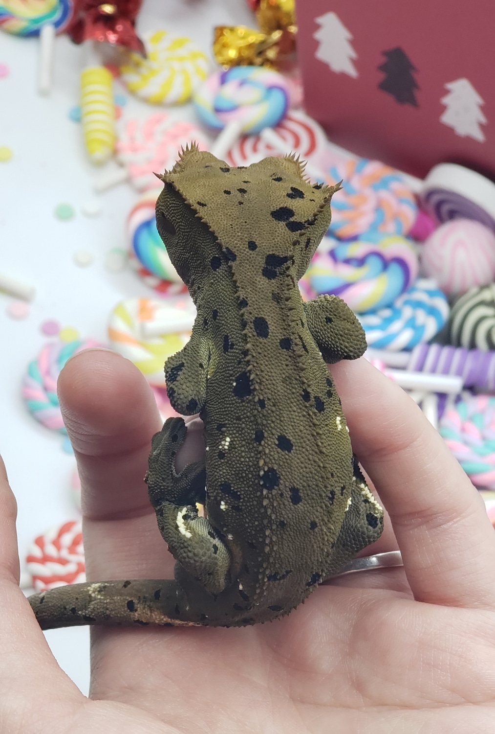 W/ Black And Red Spots And Port Holes Crested Gecko by Dragon Licks