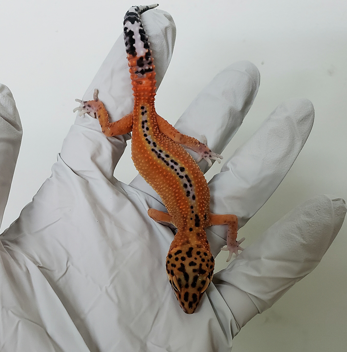 Black Blood Reverse Stripe Het Raptor Leopard Gecko by JMGreptile