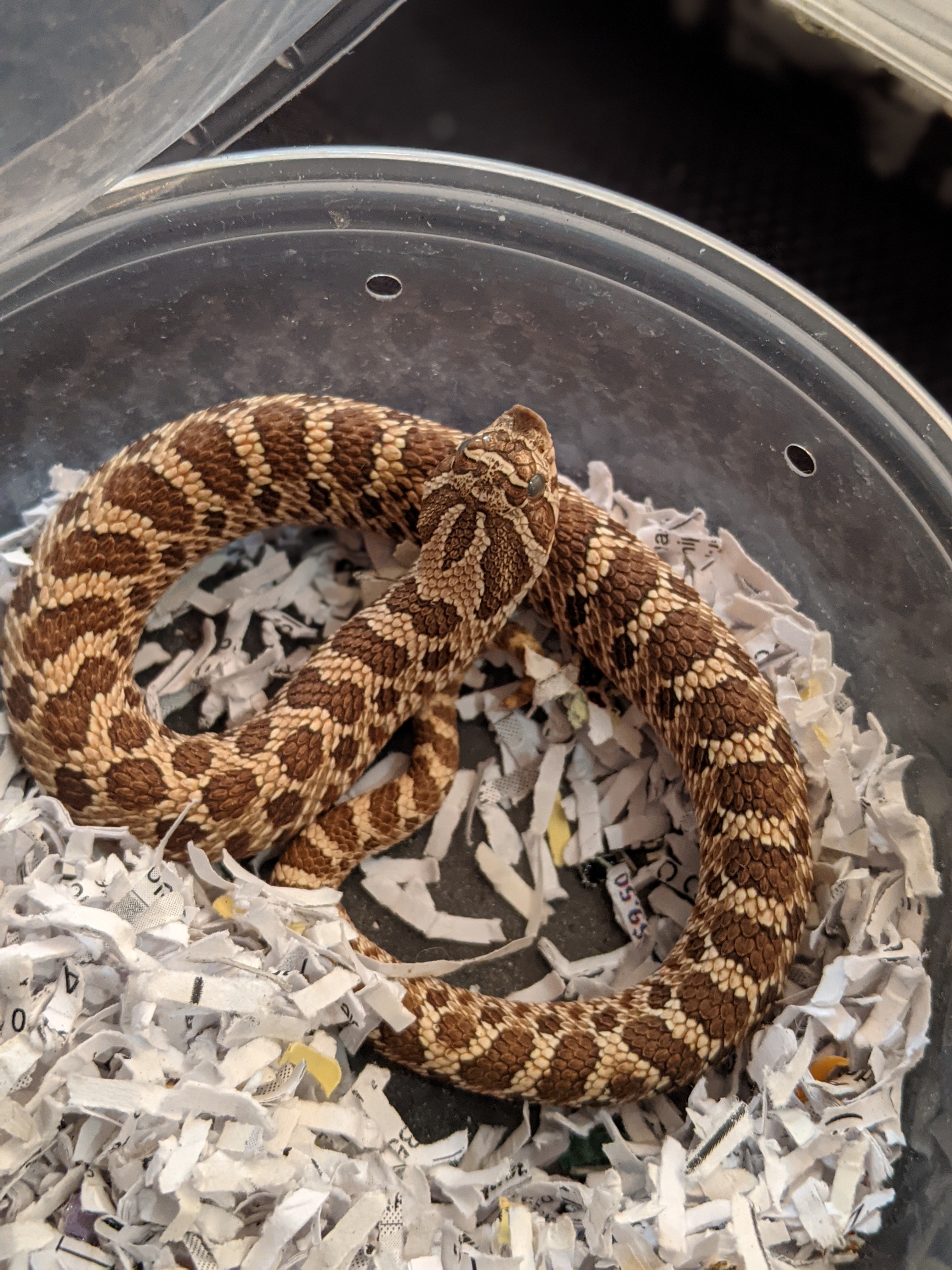 Normal Western Hognose by Ridiculous Reptiles LLC