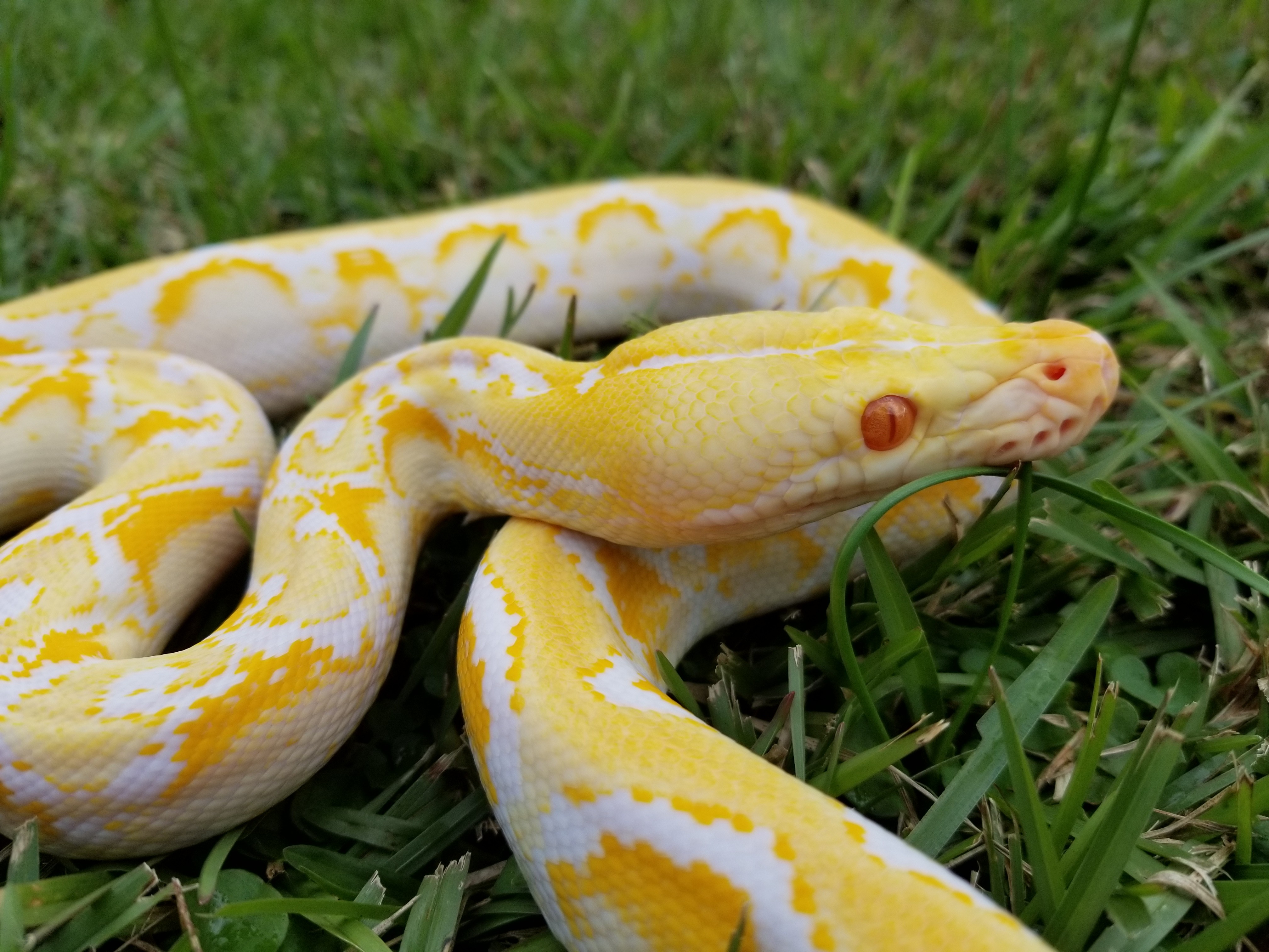 Amel #1 Reticulated Python by A&J Exotics