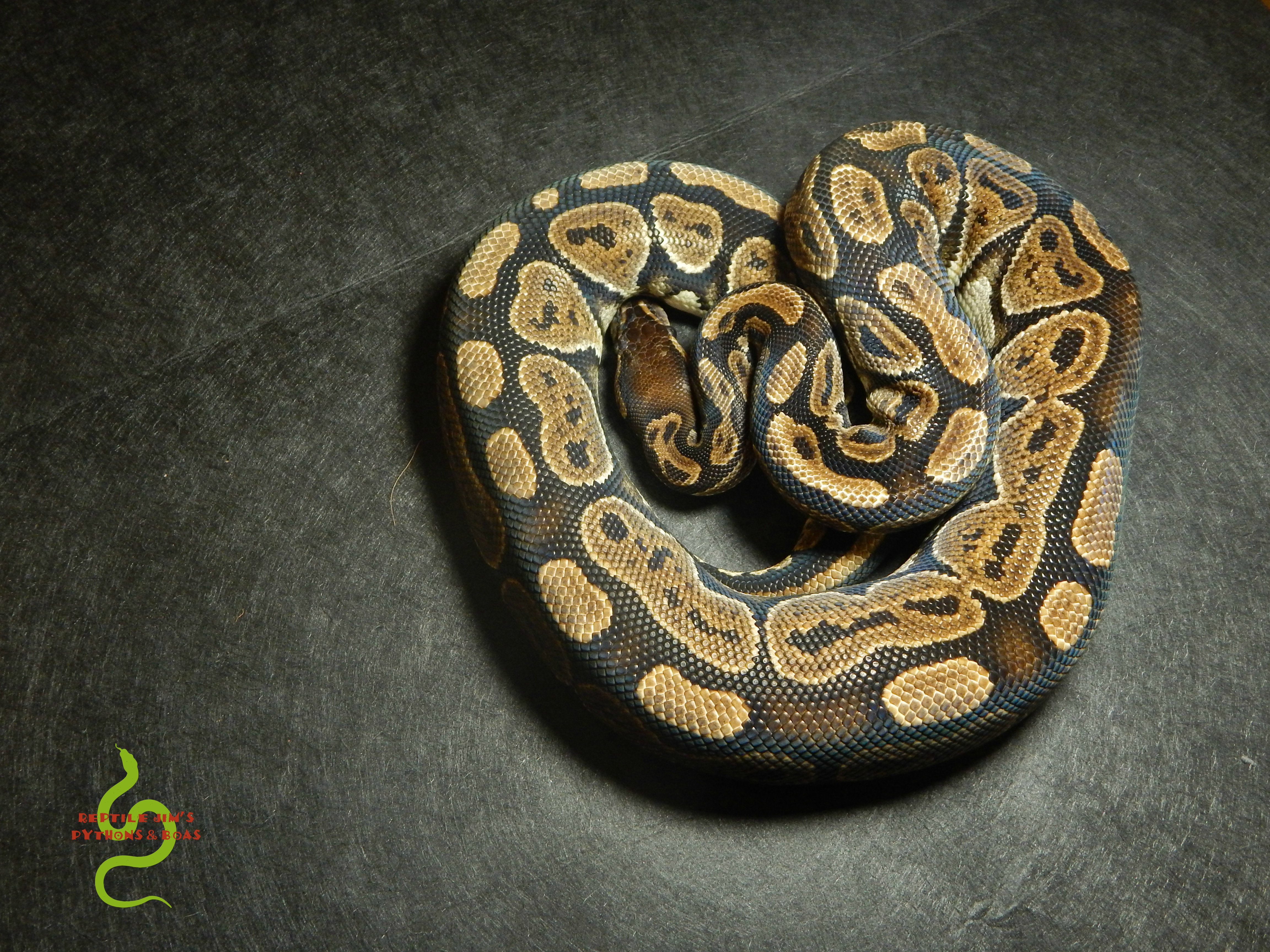 Huffman Ball Python by Reptile Jim's