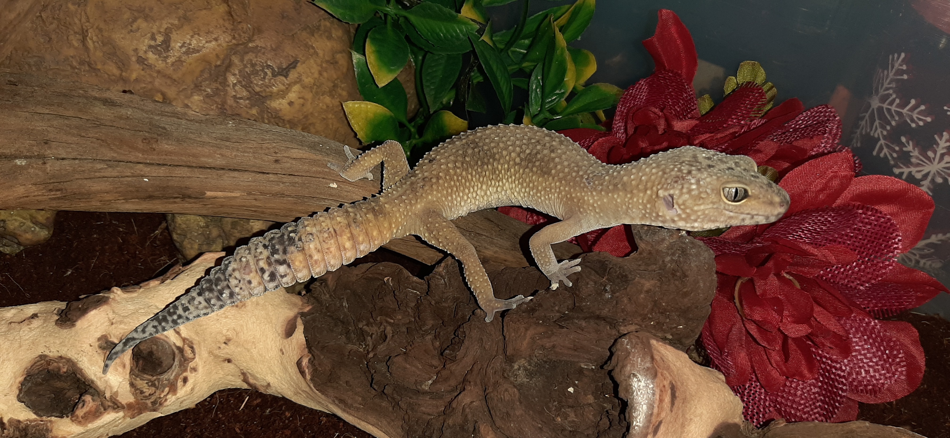Proven Super Hypo Leopard Gecko by Critter Castle Pets And Supplies