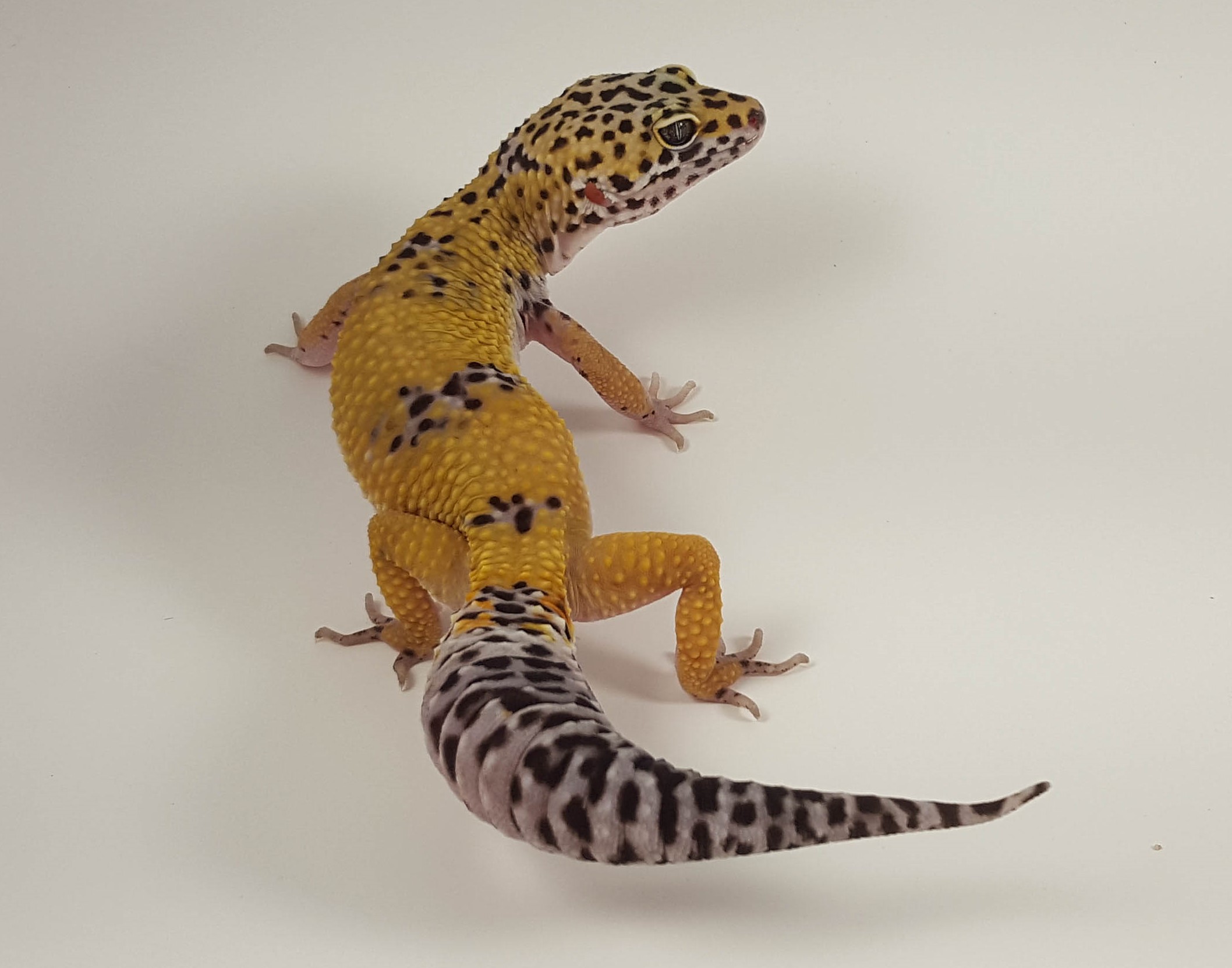 High Yellow Leopard Gecko by Handcrafted Herps