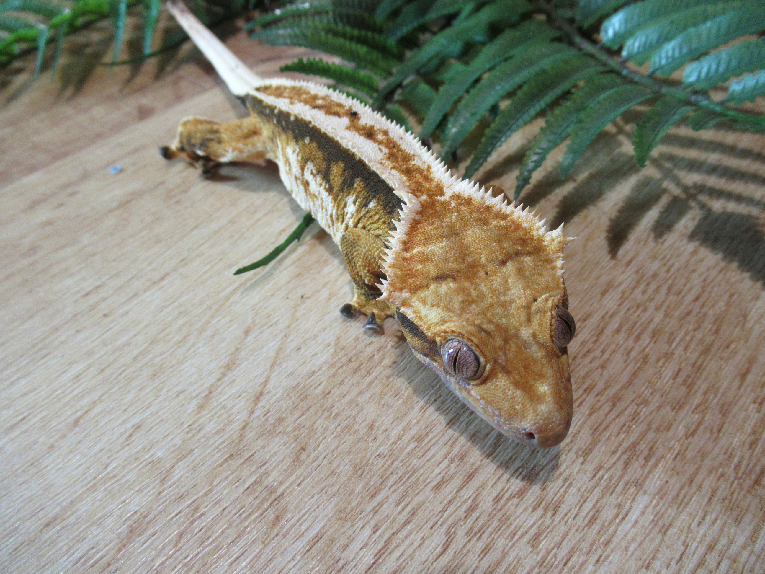 Pinstripe Extreme Tricolour by FoxReptiles