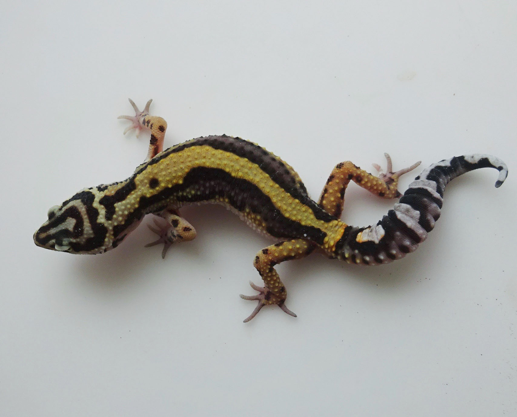Bold Stripe Leopard Gecko by LM Geckos