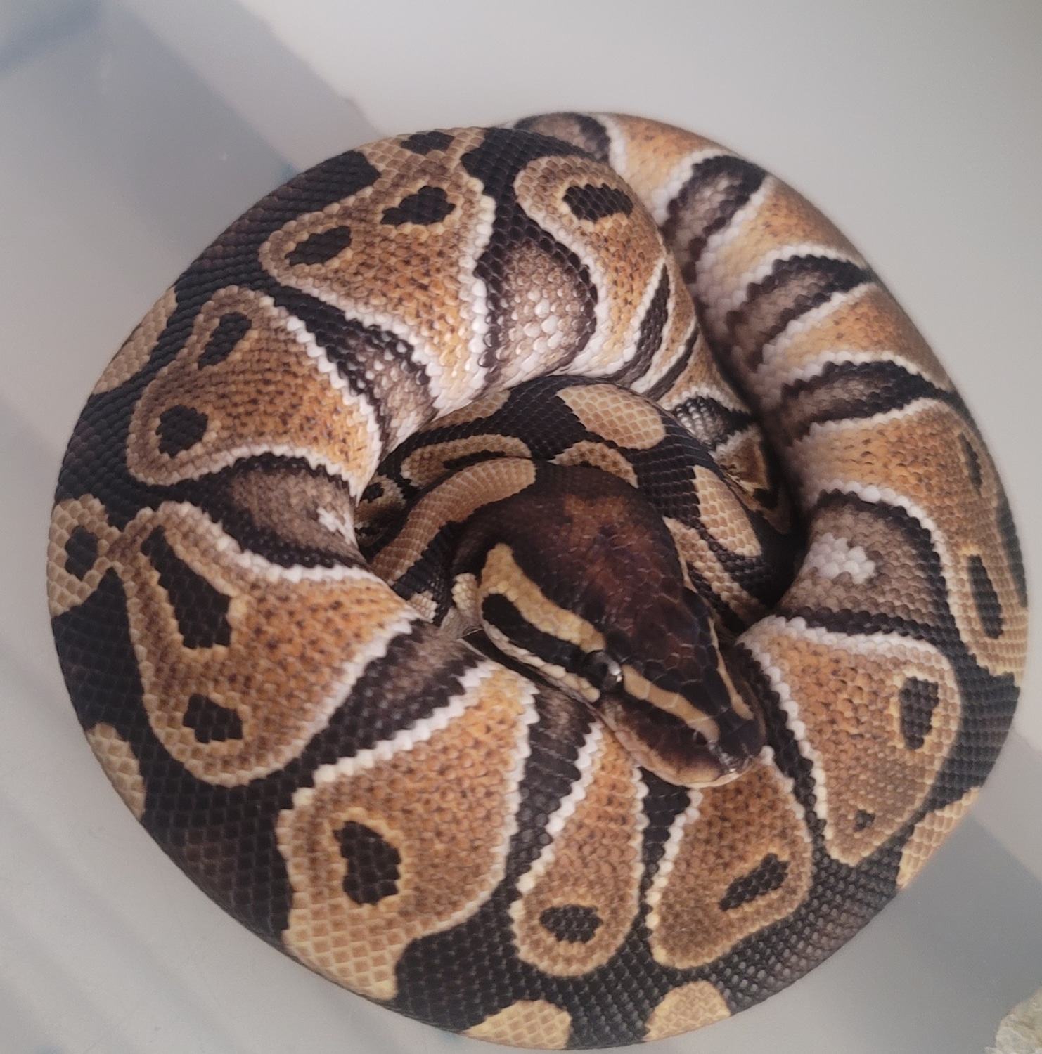Special Ball Python by R.O.G Reptiles