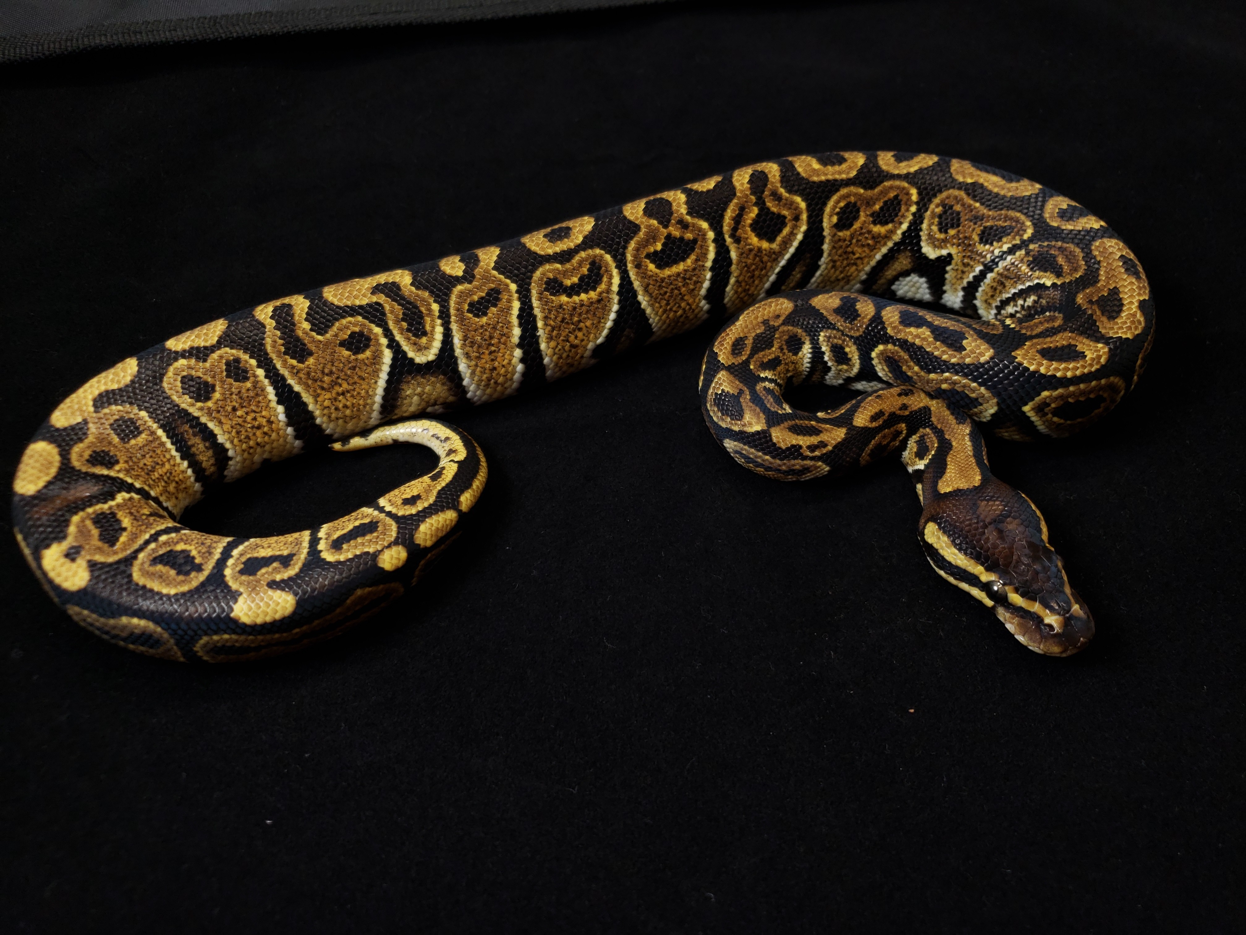 Phenomenon Ball Python by Alamo City Reptiles