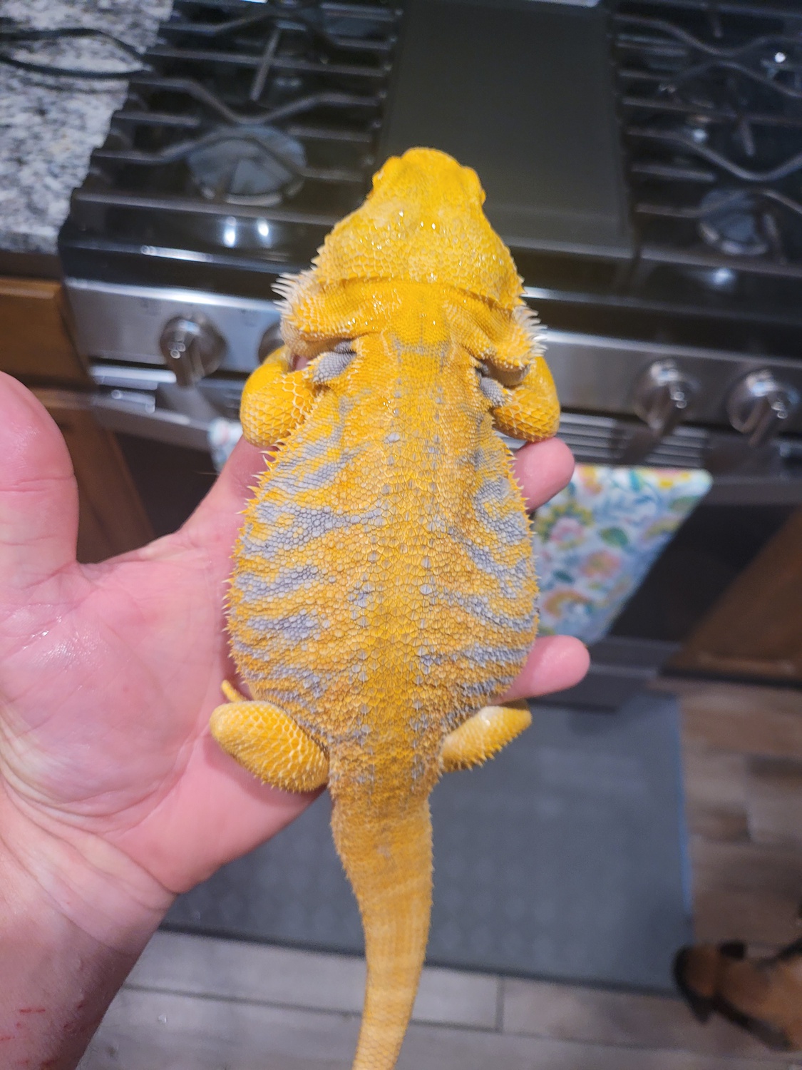 Hypo Citrus 66% Het Trans Central Bearded Dragon by Cookie Monster Dragons