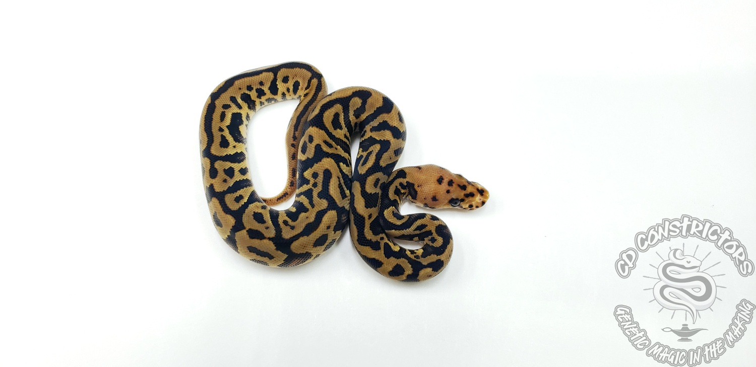 Confusion Spotnose Yellowbelly Clown Ball Python by CD Constrictors